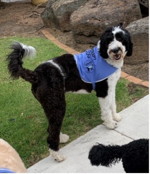 Molly the therapy dog at Meraki Early Learning Centres